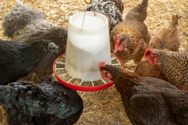 Organic Chicken Layer Feed - 16% Soy-Free - 30lbs Bucket